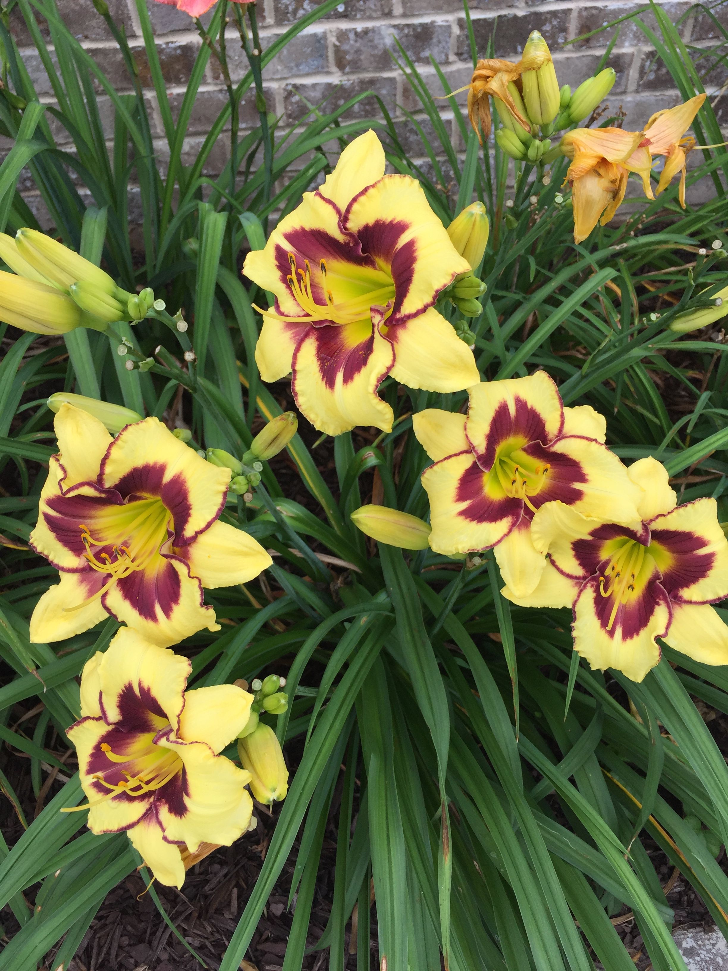 Hemerocallis 'El Desperado'